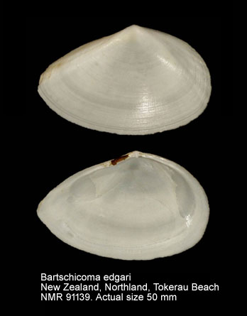Bartschicoma edgari.jpg - Bartschicoma edgari (Iredale,1915)